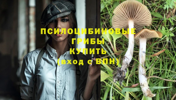 PSILOCYBIN Медвежьегорск